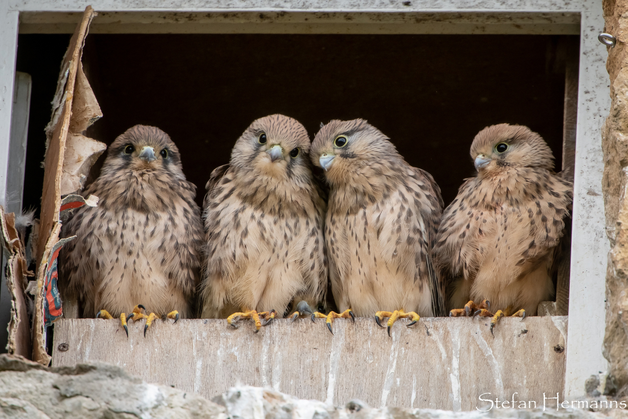 Turmfalken (Falco tinnunculus)