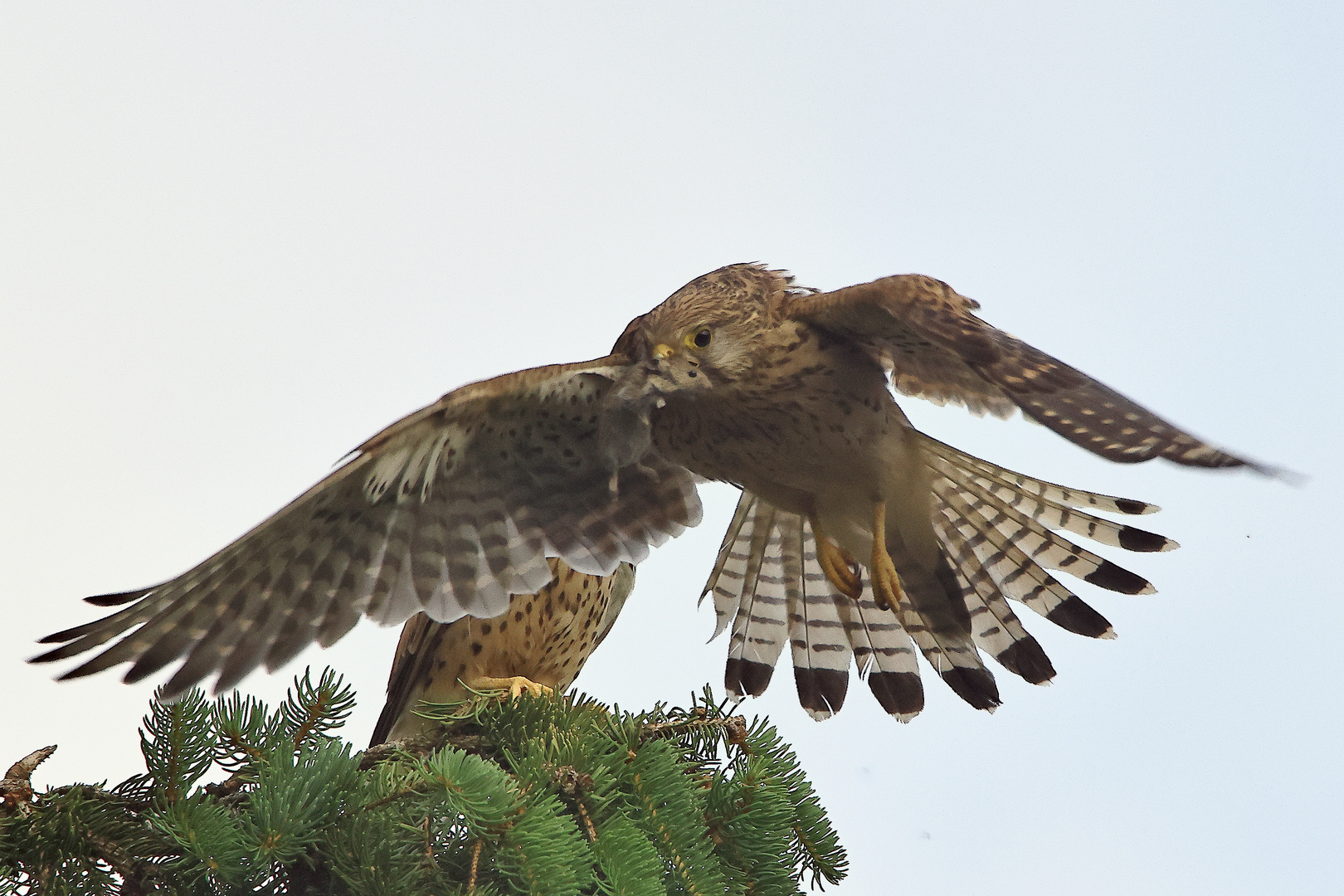 Turmfalken Falco tinnunculus