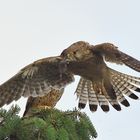 Turmfalken Falco tinnunculus