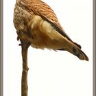 Turmfalken, Faucon Crécerelle,  (Falco tinnunculus)  Rottenschwil 2024-01-25 001 (67) ©