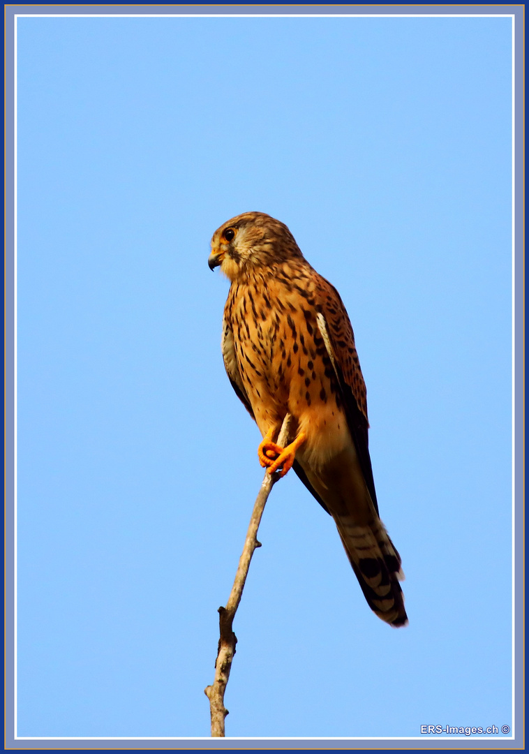 Turmfalken, Faucon crécerelle, Reuss river, Rottenschwil CH  2025-09-14 001 (32) ©