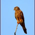 Turmfalken, Faucon crécerelle, Reuss river, Rottenschwil CH 2025-09-14 001 (32) ©