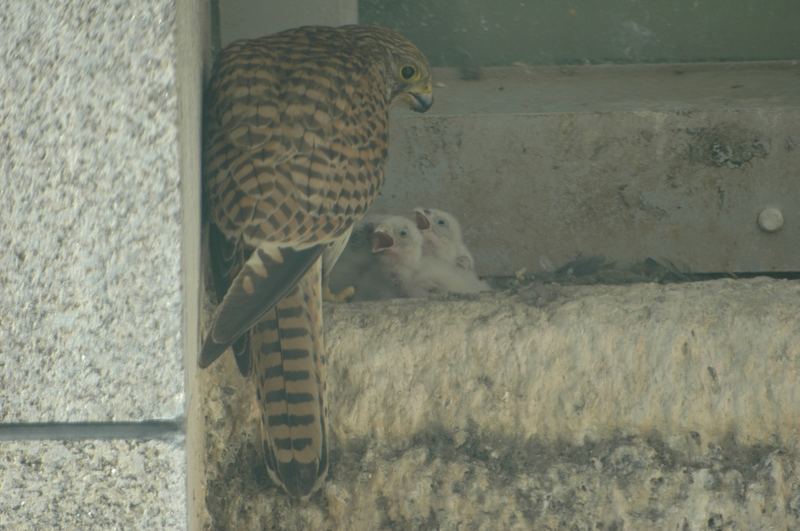 Turmfalken Fütterung