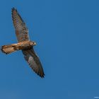 Turmfalken gegen blauen Himmel 