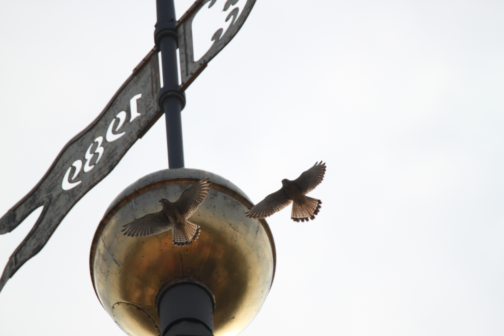 Turmfalken im Flug