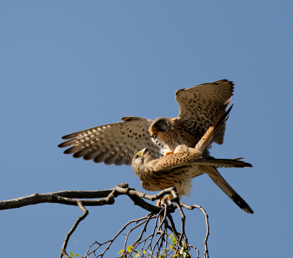 Turmfalken im Liebesnest