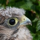 Turmfalken in Aufzucht bis zur Auswilderung 1