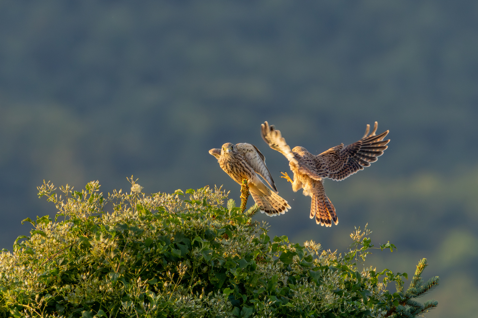 Turmfalken in der Morgensonne (korrigiert)