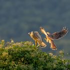 Turmfalken in der Morgensonne (korrigiert)