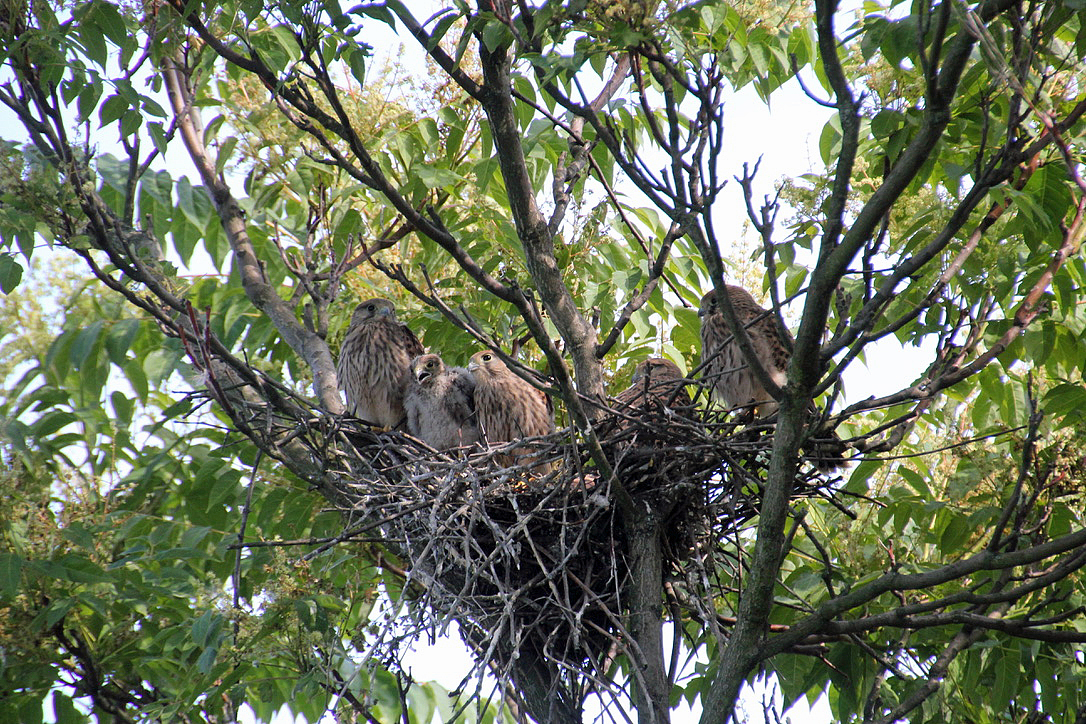 Turmfalken in einem Baum vor meinem Schlafzimmerfenster