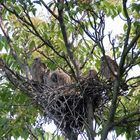 Turmfalken in einem Baum vor meinem Schlafzimmerfenster