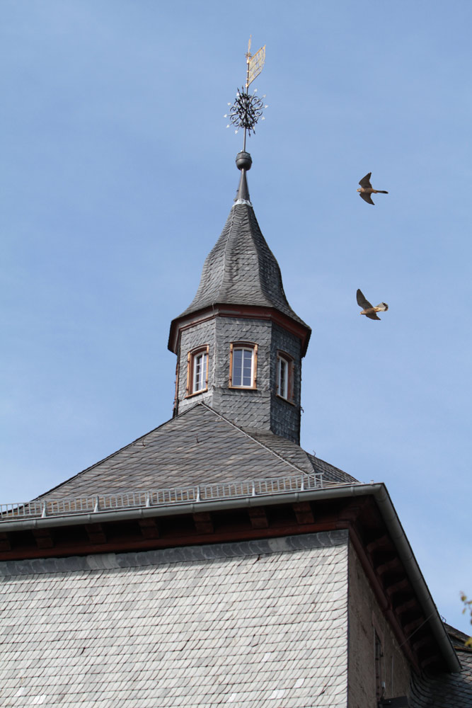 Turmfalken in Siegen