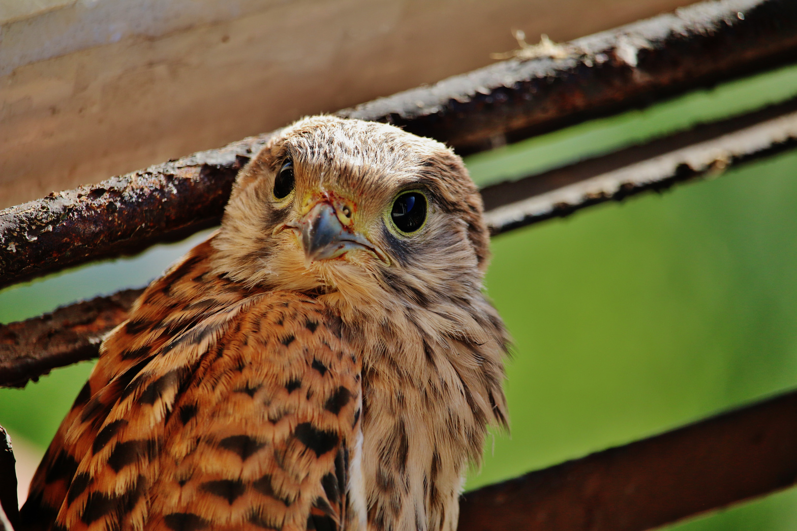Turmfalken- Jungvogel ( Falco tinnunculus )