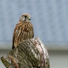 Turmfalken - Lady auf Weidepfosten  .....