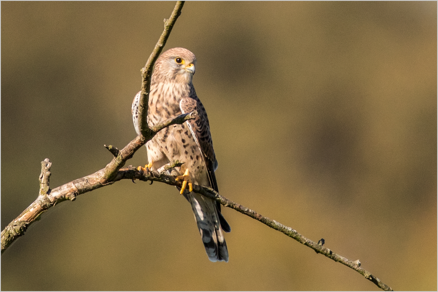 Turmfalken - Lady  .....