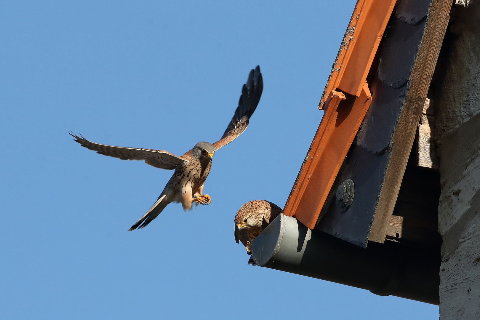 Turmfalken Paarungsanflug