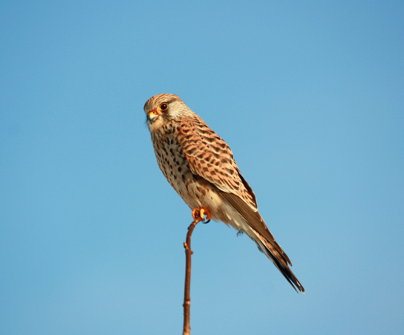 Turmfalken Portrait