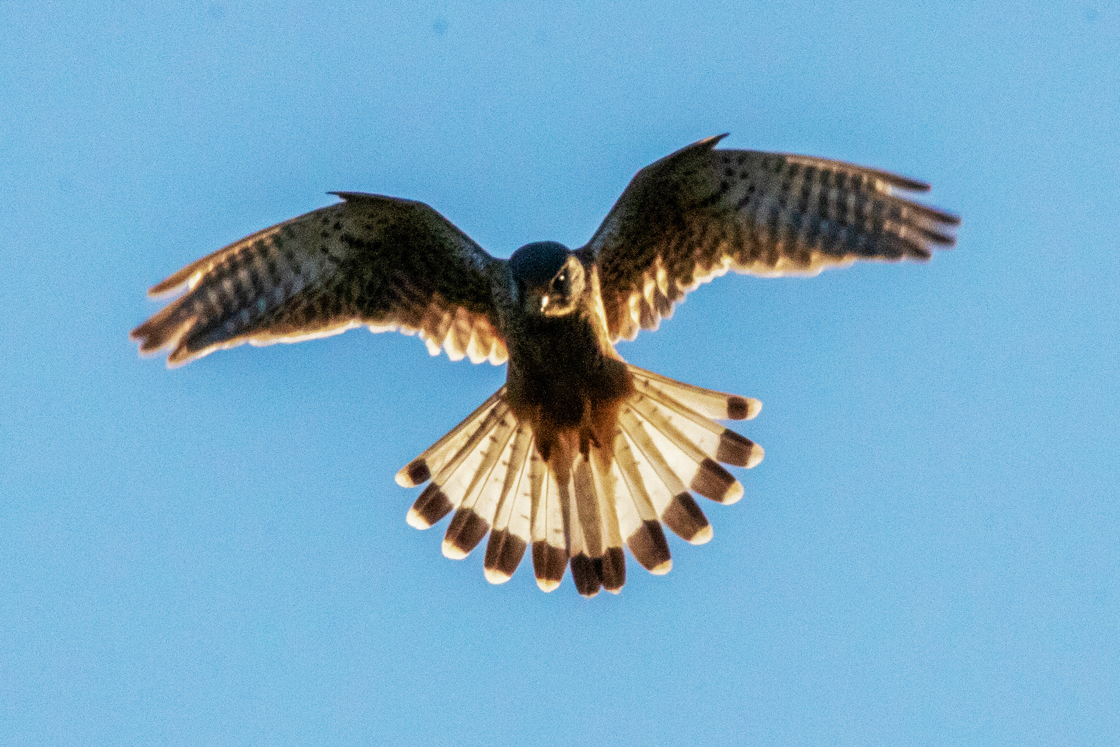 Turmfalken-Rüttelflug im Abendlicht