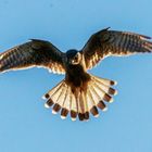 Turmfalken-Rüttelflug im Abendlicht