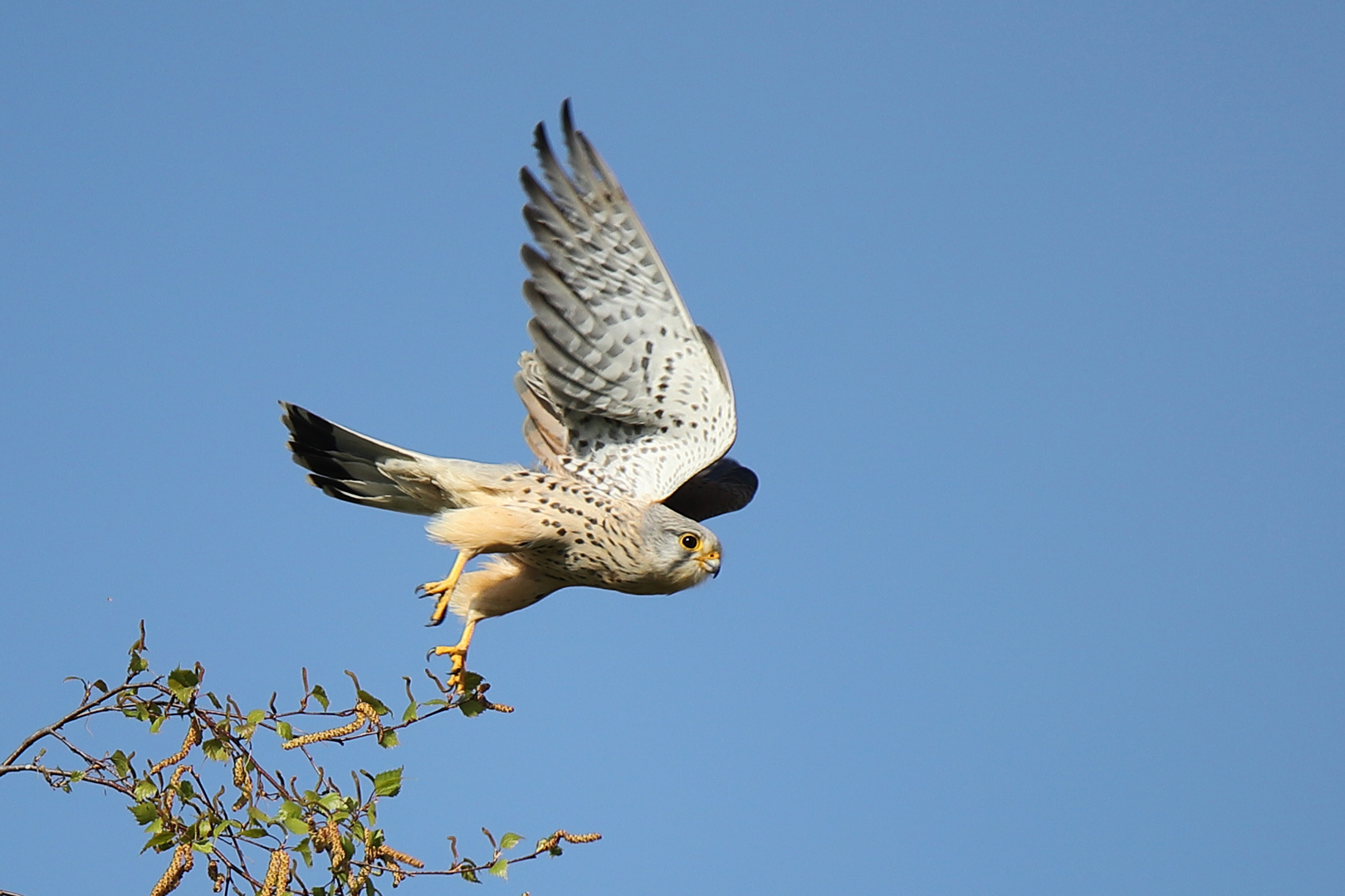 Turmfalken Terzel im Abflug