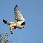 Turmfalken Terzel im Abflug