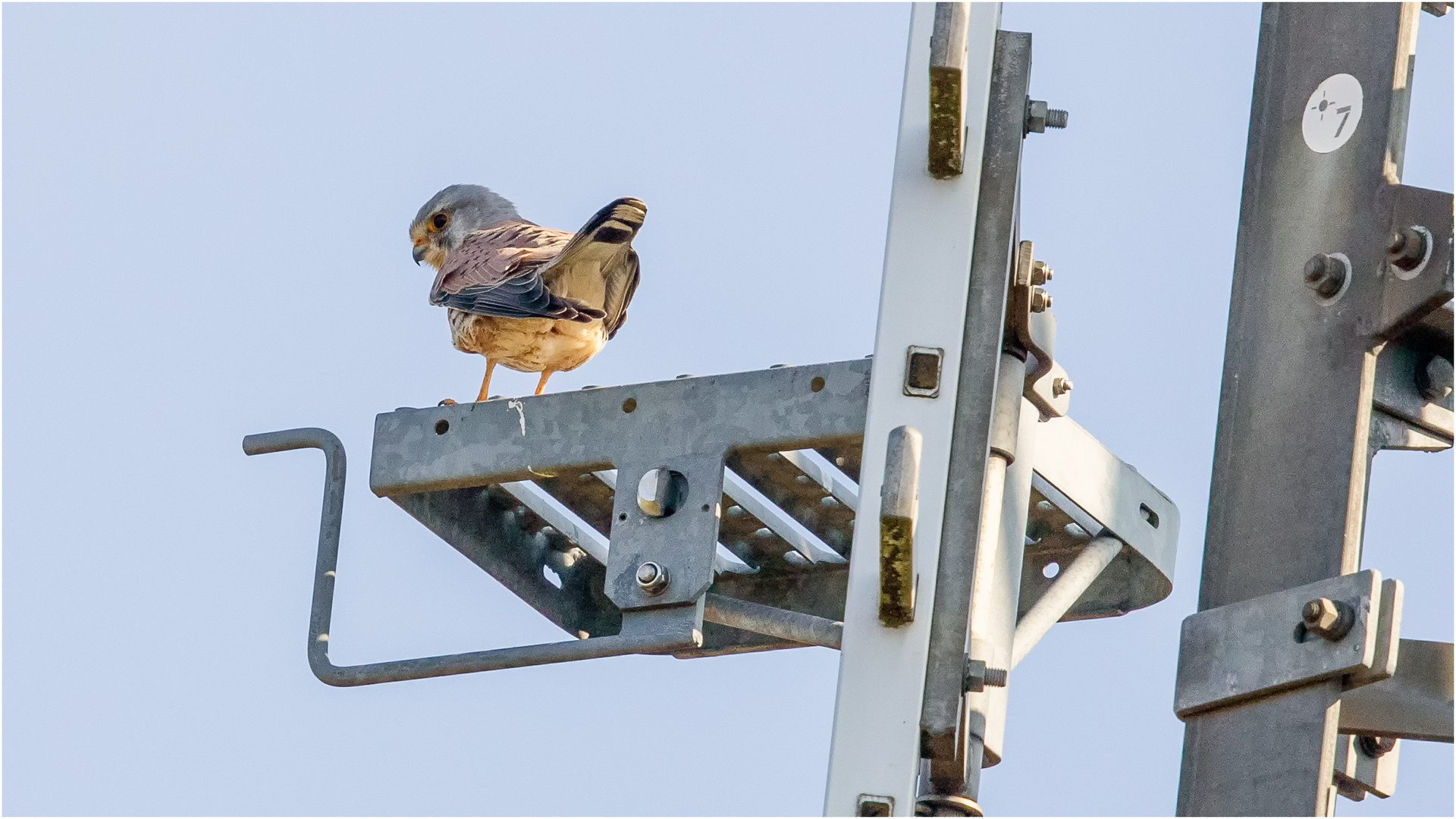 Turmfalken Terzel Stopp in luftiger Höhe  .....