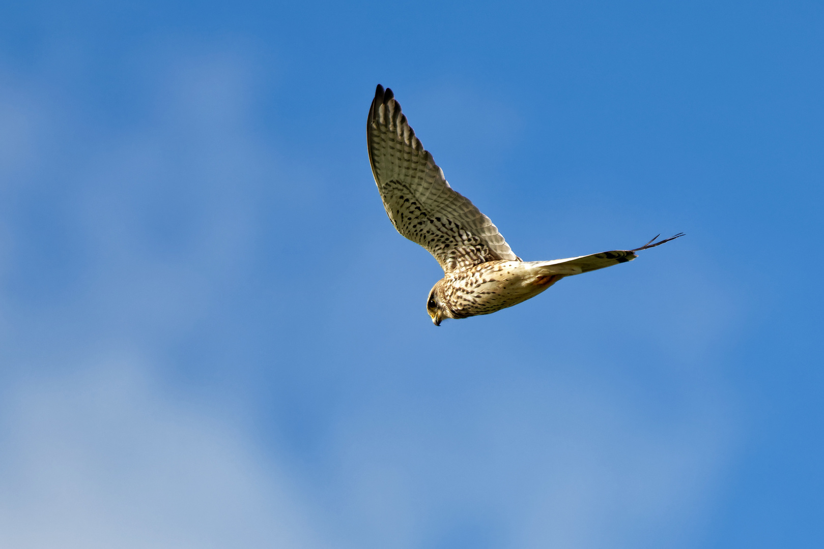 Turmfalken Weibchen