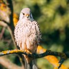 Turmfalken Weibchen ganz entspannt