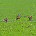 Turmfalken-Weibchen im Flug