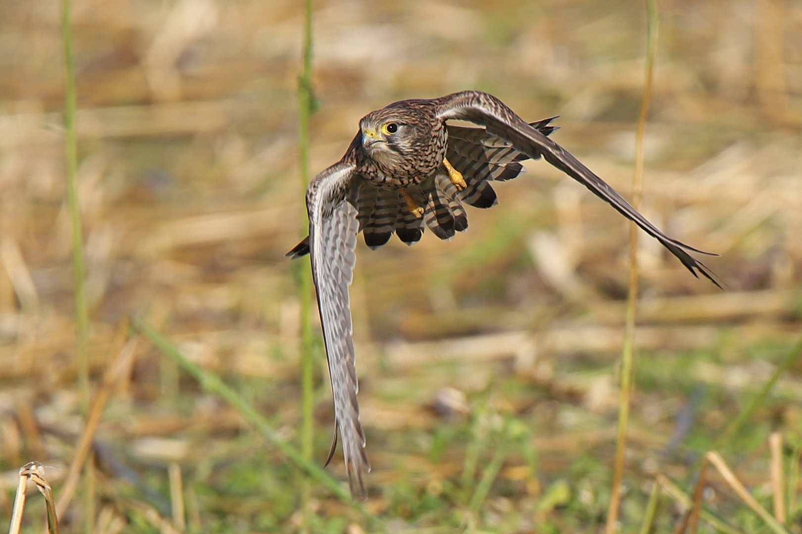 Turmfalken Weibchen im Tiefflug