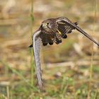 Turmfalken Weibchen im Tiefflug