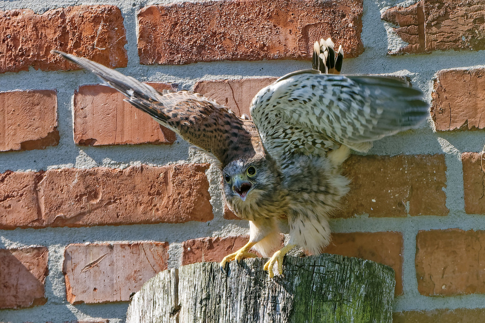 Turmfalken Weibchen in Aufregung weil