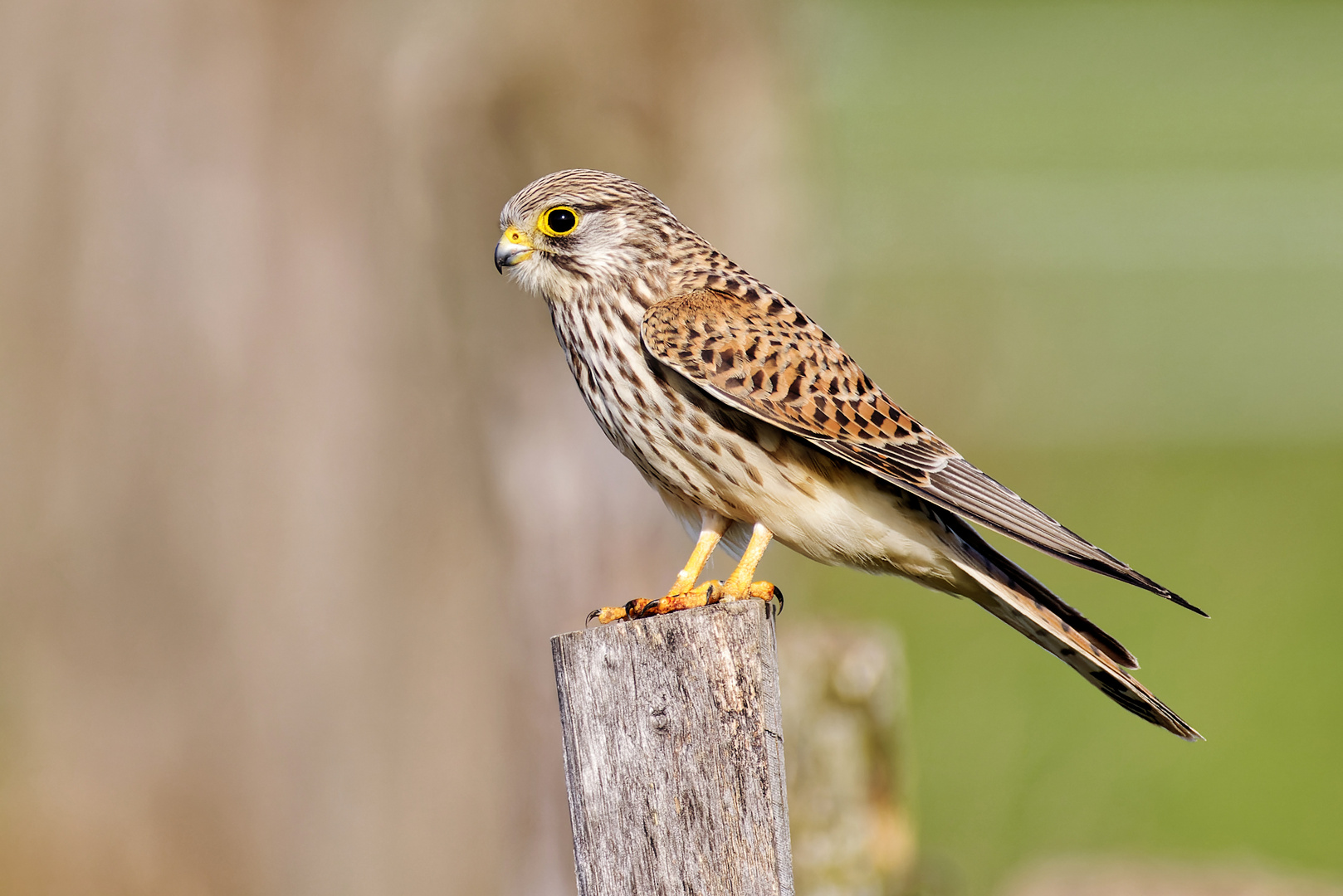 Turmfalken Weibchen vom Niederrhein