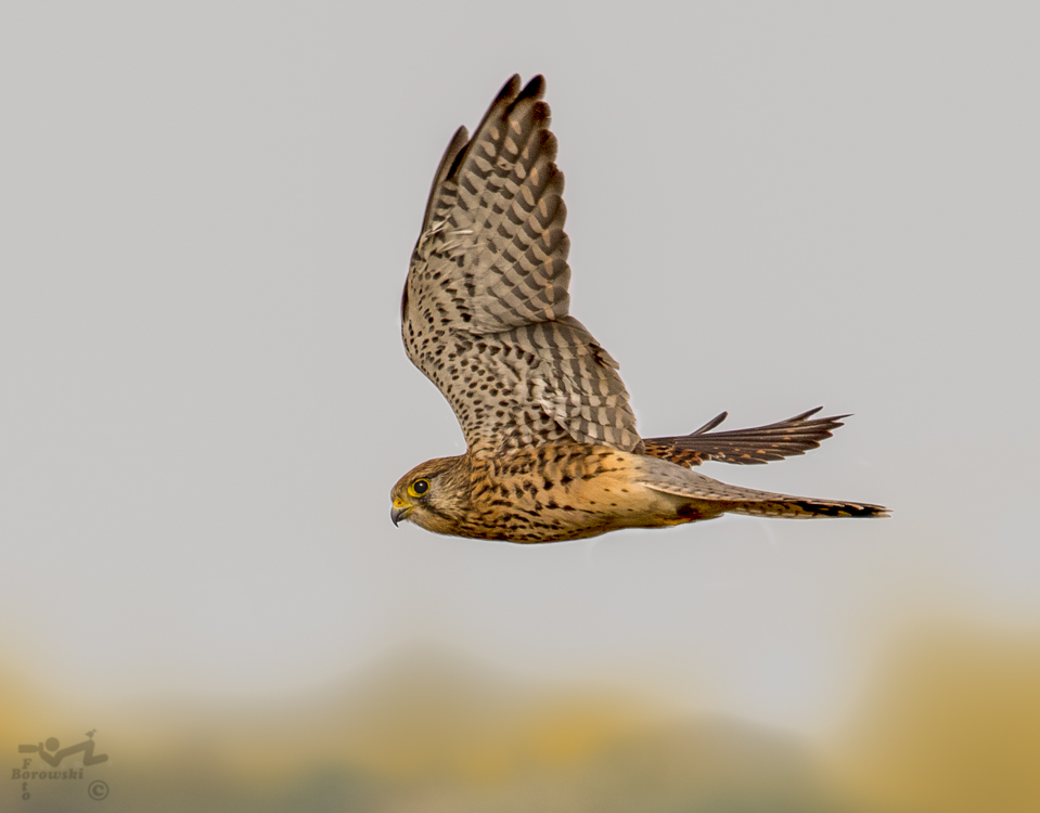 Turmfalkendame auf der Jagd.