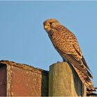 Turmfalkendame im Abendlicht