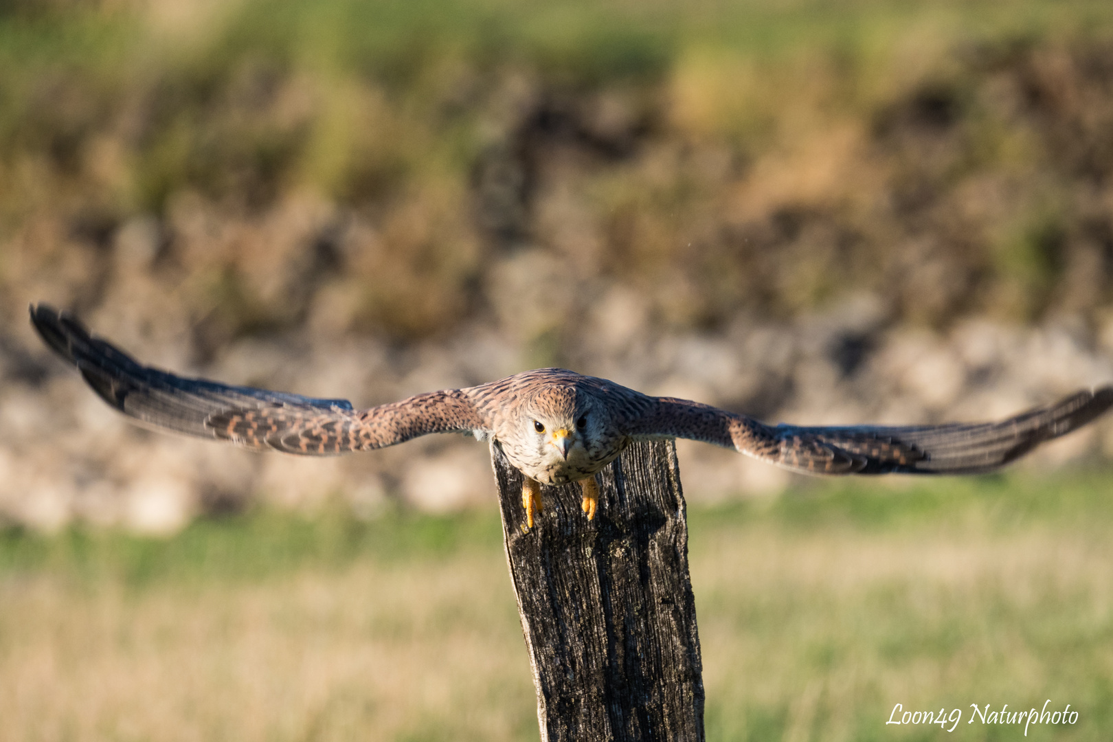 Turmfalkendame im Anflug