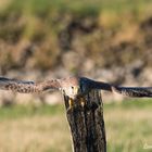 Turmfalkendame im Anflug