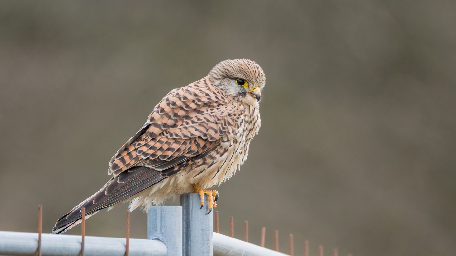 Turmfalkendame in einer Jagdpause