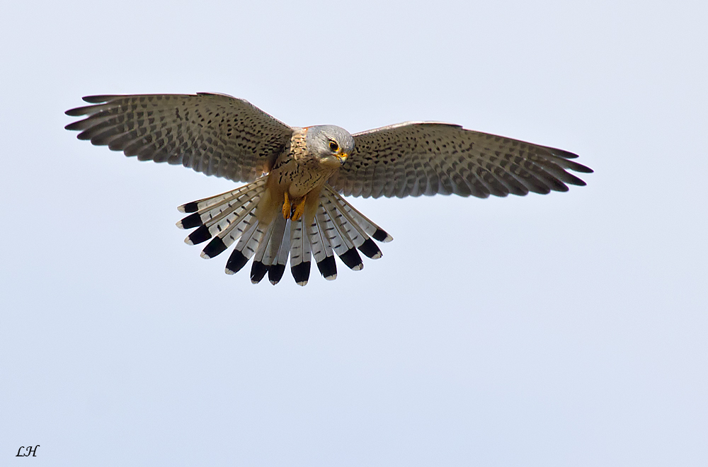 Turmfalkenmännchen Paul beim Rüttelflug...