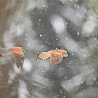 Turmfalkenpaar im Schneegestöber