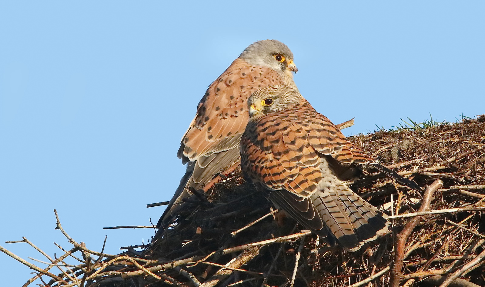 Turmfalkenpärchen