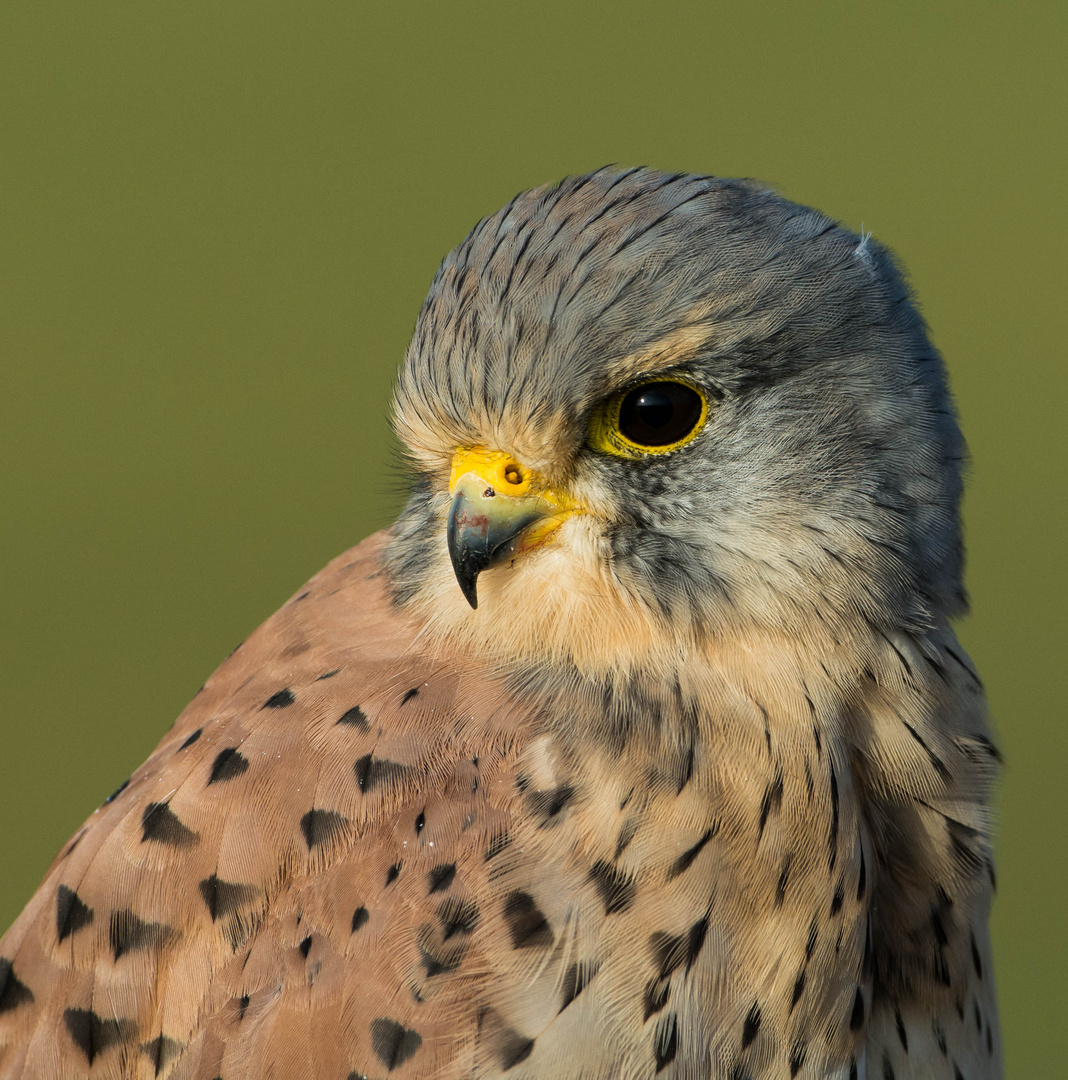 Turmfalkenportrait