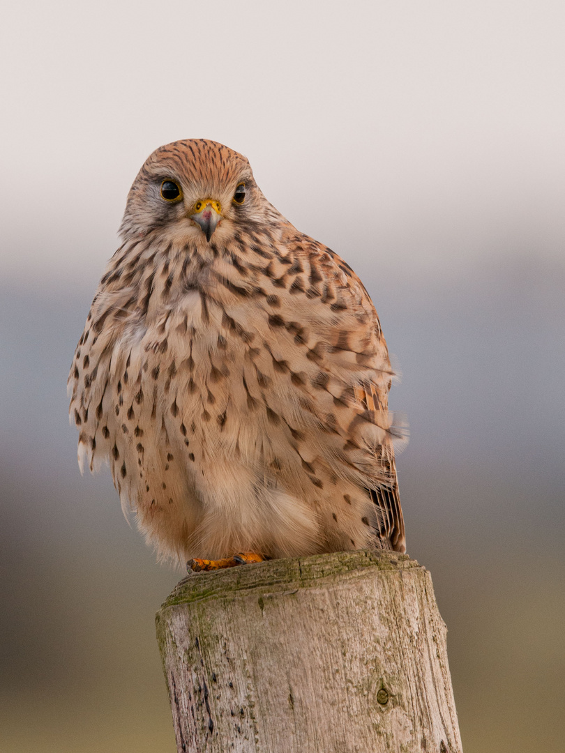 Turmfalkenportrait