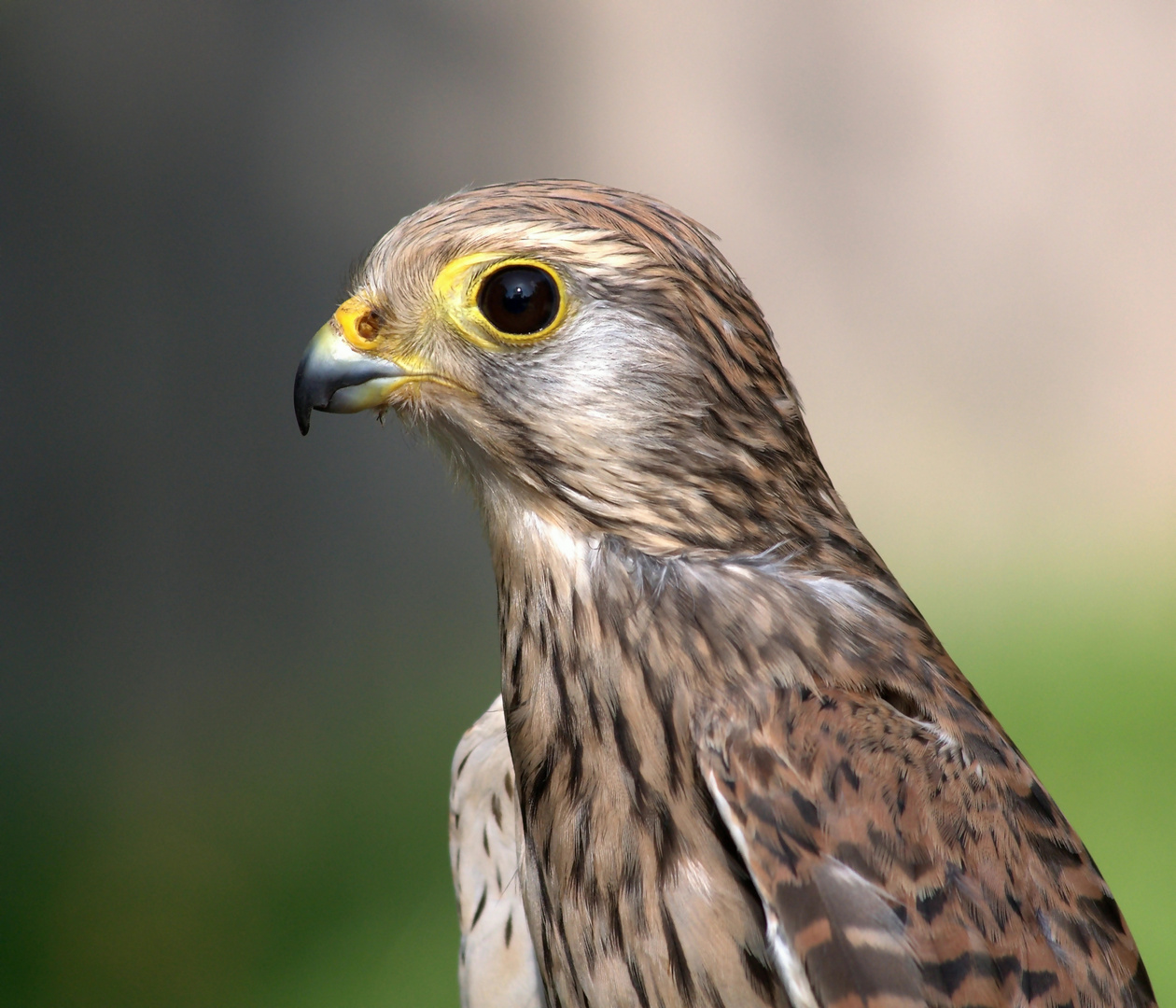 Turmfalkenportrait (falco tinnunculus) *hautnah*