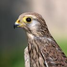 Turmfalkenportrait (falco tinnunculus) *hautnah*