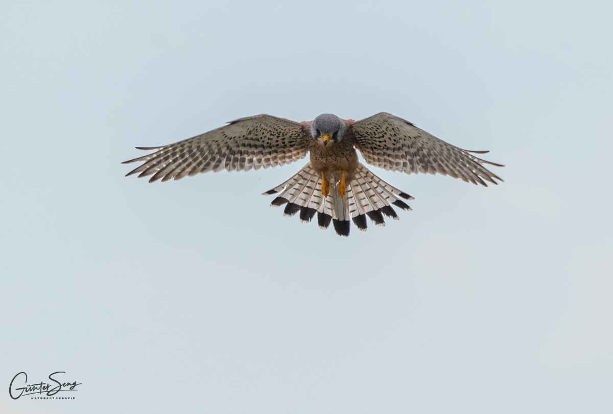 Turmfalkenterzel im Rüttelflug