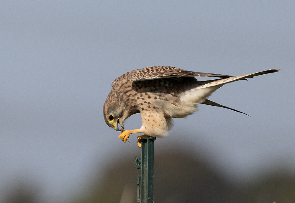 Turmfalkenweibchen frisst Heuschrecke