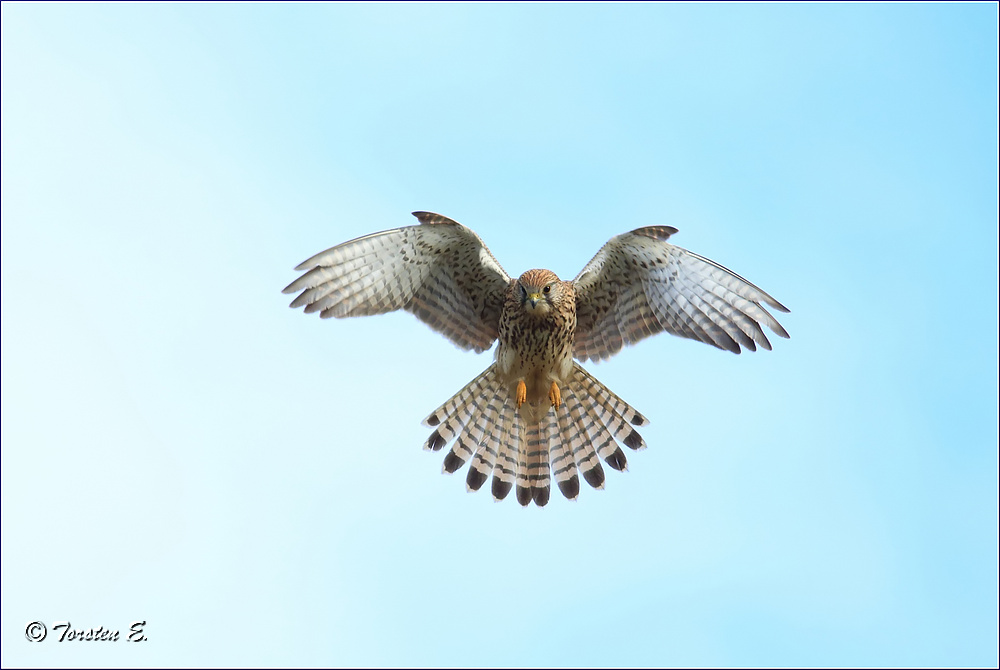 Turmfalkenweibchen im Rüttelflug