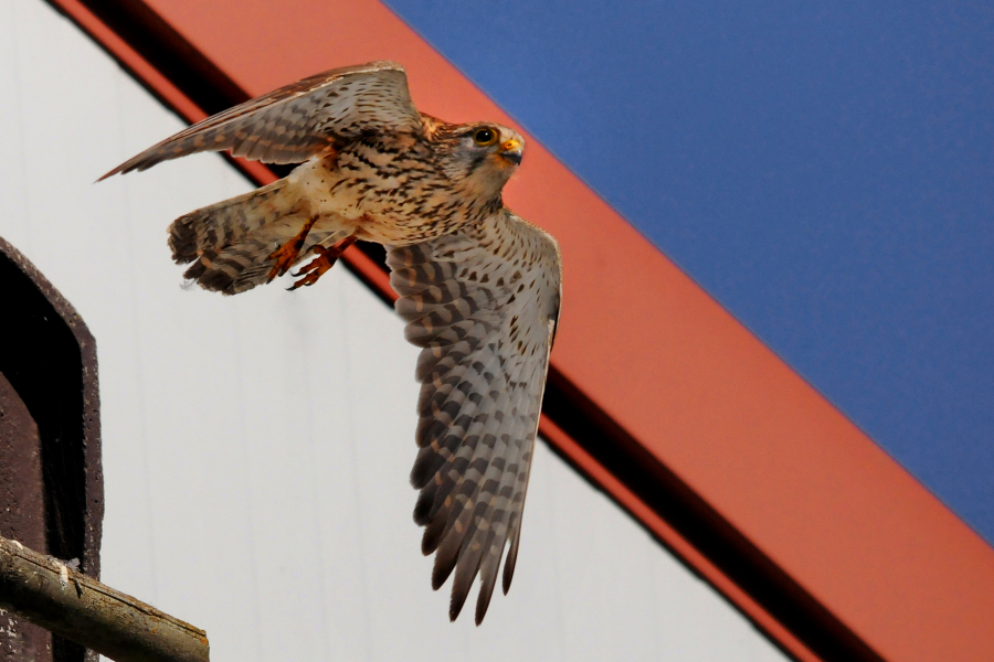 Turmfalkenweibchen macht den Abflug