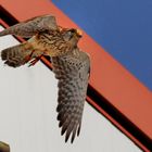 Turmfalkenweibchen macht den Abflug